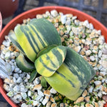 Gasteria hybrid variegated  Variegated ‘Junpei’ 4” Ox Tongue Succulent