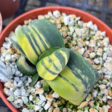 Gasteria hybrid variegated  Variegated ‘Junpei’ 4” Ox Tongue Succulent