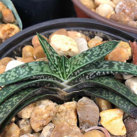 Gasteria liliputana 3" Dwarf Ox Tongue Succulent Ox Tongue Succulent