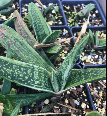 Gasteria Little Warty 4" Ox Tongue Succulent Hybrid - Easy Plant Ox Tongue Succulent