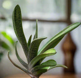 Gasteria Little Warty 6"/1 gallon Large Specimens Ox Tongue Succulent - Paradise Found Nursery