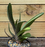 Gasteria Little Warty 6"/1 gallon Large Specimens Ox Tongue Succulent - Paradise Found Nursery