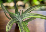 Gasteria Little Warty 6"/1 gallon Large Specimens Ox Tongue Succulent - Paradise Found Nursery