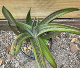 Gasteria Little Warty 6"/1 gallon Large Specimens Ox Tongue Succulent - Paradise Found Nursery