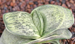 Gasteria pradera 4" pots Ox Tongue Succulent