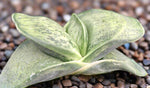 Gasteria pradera   Ox Tongue Succulent