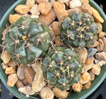 Gymnocalycium antstisii 4" Chin Cactus With Less Spines!