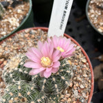 Gymnocalycium bruschii Dwarf Chin Cactus