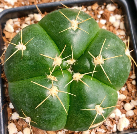 Gymnocalycium horstii Chin Cactus 4” pots - Paradise Found Nursery