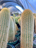 Haageocereus acranthus Peruvian Cactus