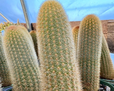 Haageocereus acranthus Peruvian Cactus