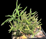 Hatiora bambusoides | Rare Epiphytic Jungle Cactus Species