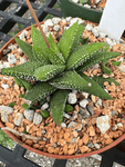 Haworthia attenutata cv 'Enon' 3"