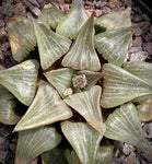 Haworthia bayeri hybrid 1