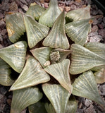 Haworthia bayeri hybrid 1