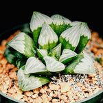 Haworthia 'Byakuya' 4" pots, Renny Wong mutica hybrid