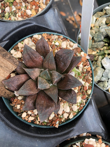Haworthia 'Chocolate' hybrid 4"