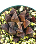 Haworthia 'Chocolate' hybrid 4"