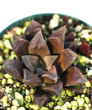Haworthia 'Chocolate' hybrid 4"