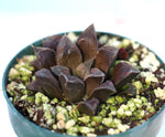 Haworthia 'Chocolate' hybrid 4"