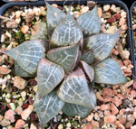 Haworthia comptoniana 4"