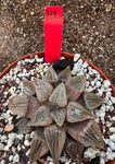 Haworthia comptoniana hybrid H1 HUGE