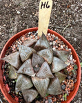 Haworthia comptoniana Specimen H6 HUGE