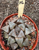 Haworthia comptoniana Specimen H6 HUGE