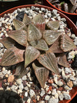 Haworthia comptoniana springbokvalensis Large Specimen