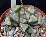 Haworthia comptoniana x pygmaea var argento-maculosa hybrid - Paradise Found Nursery