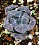Haworthia cooperi Pink