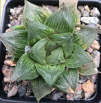 Haworthia cooperi x emelyae 4"