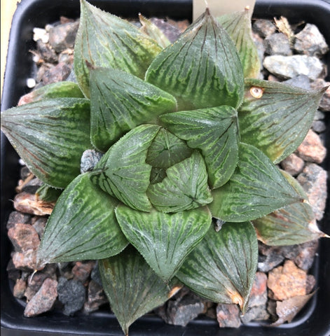 Haworthia cooperi x emelyae 4"