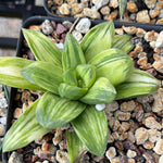 Haworthia cv Cocktail Variegated Haworthia cultivar 4 inch