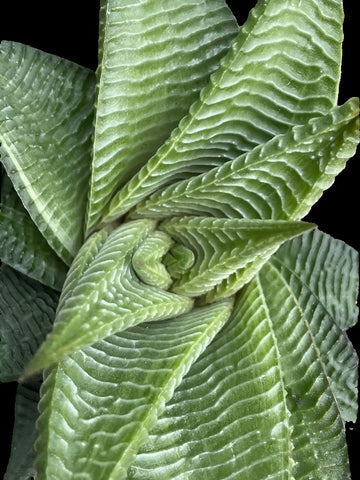 Haworthia limifolia rosette