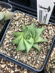 Haworthia limifolia v keithii