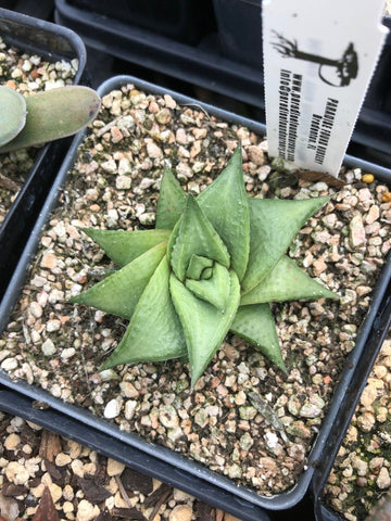 Haworthia limifolia v keithii