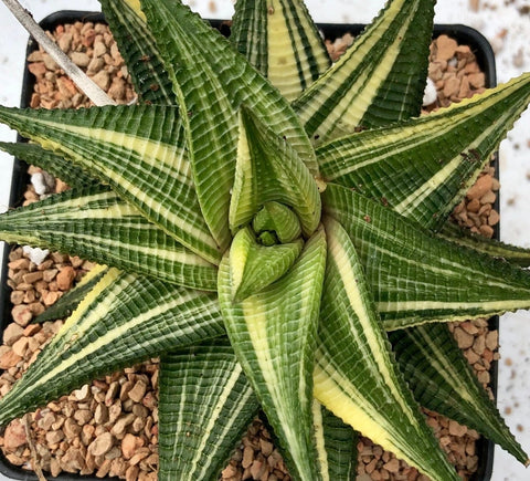 Haworthia limifolia variegated Fairy Washboard Succulent