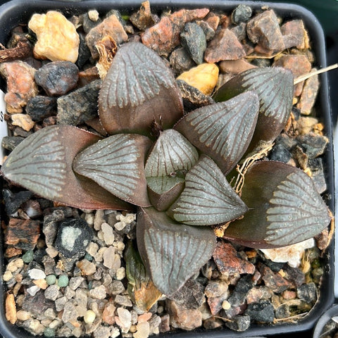Haworthia 'Matrix' 4" pot Renny Wong Hybrid
