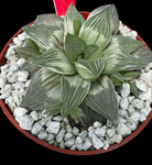 Haworthia Milky Way Variegated 4” magnifica hybrid