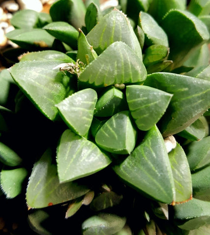 Haworthia mirabilis mundula 2” pots