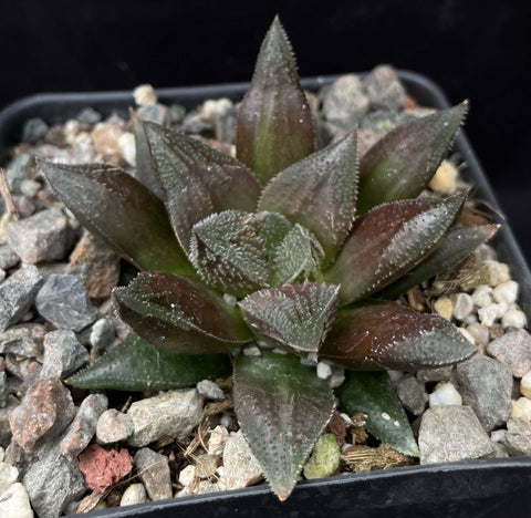 Haworthia mirabilis v paradoxa Dark form 4" Pot Bill Baker Hybrid - Paradise Found Nursery