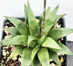 Haworthia mirabilis var heidelbergensis 3"