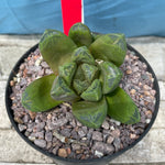 Haworthia obtusa hybrid 4"
