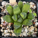 Haworthia obtusa hybrid - Paradise Found Nursery