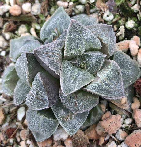 Haworthia pygmae v crystallinia 3"