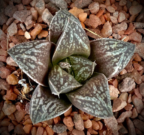 Haworthia Red Wolf Renny Wong Rare Usagi Rabbit Series Haworthia Hybrid 4"