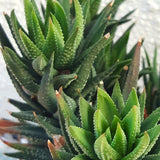 Haworthia reinwardtii 4” Dwarf Succulent | Fairy Garden Plant