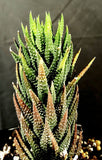 Haworthia reinwardtii 4” Dwarf Succulent | Fairy Garden Plant