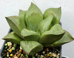 Haworthia retusa 3"